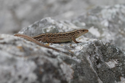 Lacerta agilis - livadska gušterica